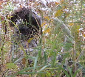 Maddie on wild pheasant in the Northwoods.